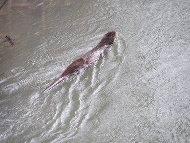 Otter