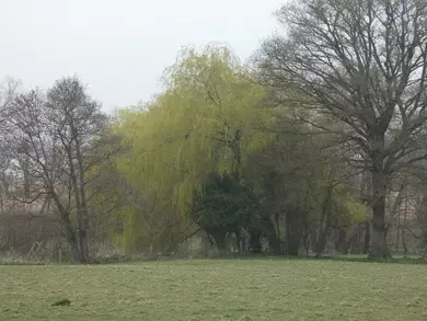 Weeping Willow