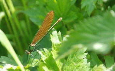 Damselfly