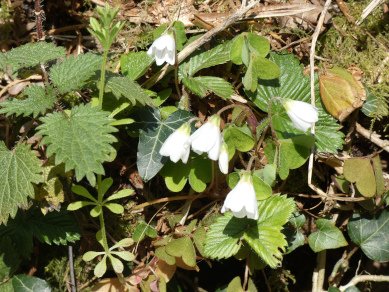 Wood Sorrel