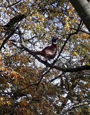 Pheasant