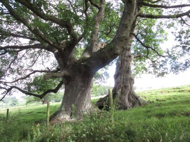Oaks
