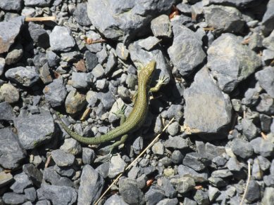 Lizard