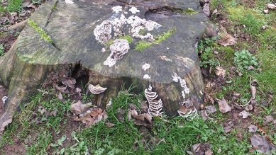 Fungi