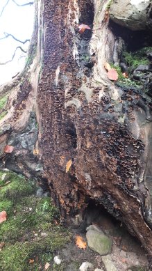 Roots