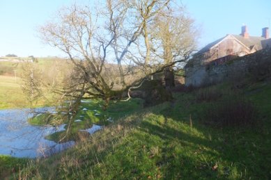 Ancient Oak