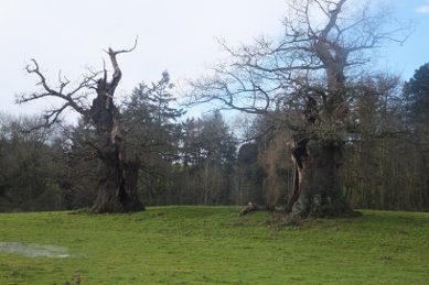 Old Oaks