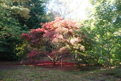 Acer