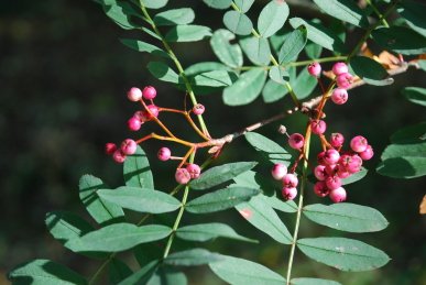 Berries
