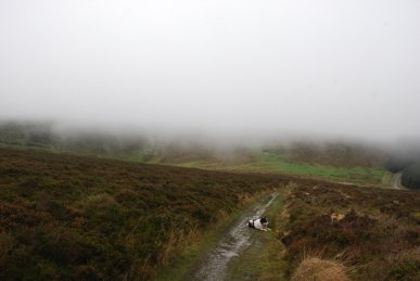Moor