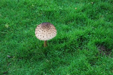Parasol