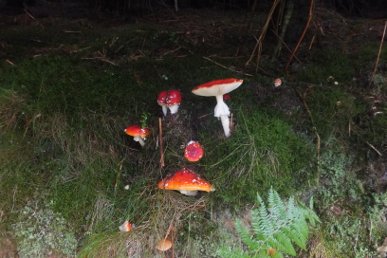 Fly Agaric