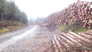 Logs
