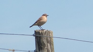 Wheatear
