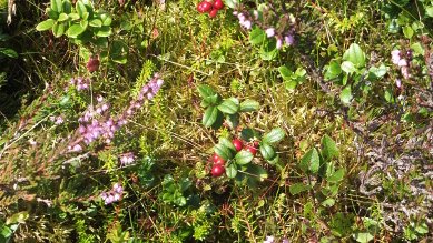 Cow Berries