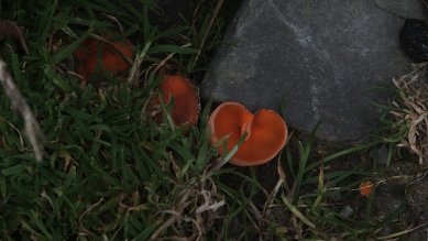Fungus