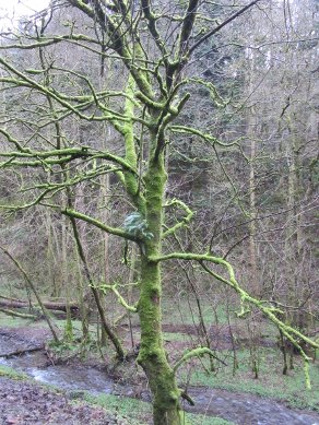 Moss