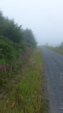 Foxgloves