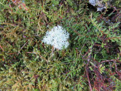 Lichen