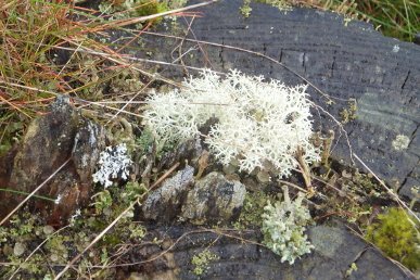 Lichen