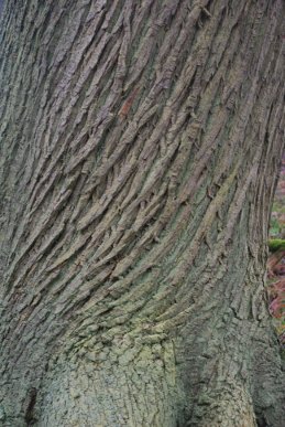 Bark