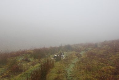 Mist
