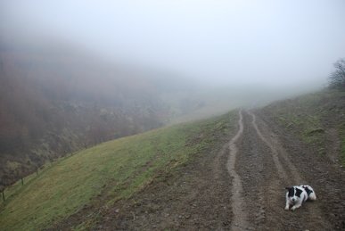Mist