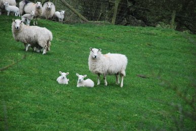 Lambs