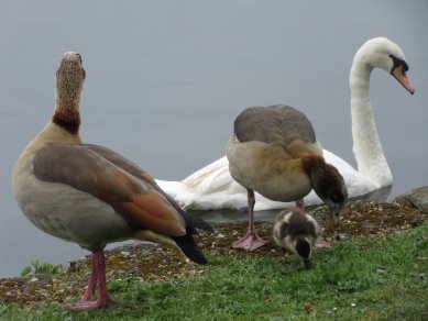 Geese