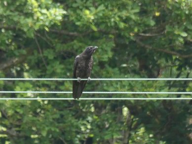 Raven