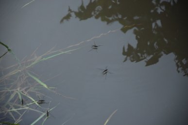 Pond Skaters