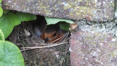 Robin