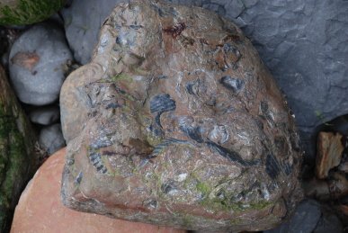 Fossil