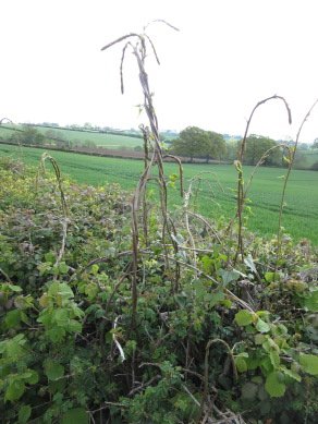 Black Bryony