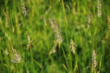 Grass