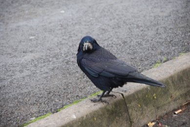 Rook