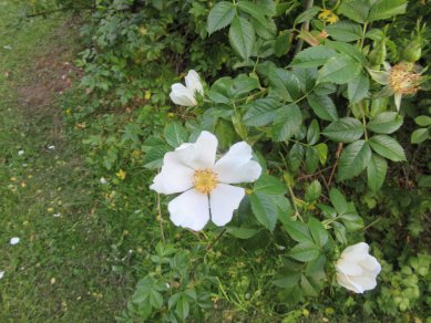 Field Rose