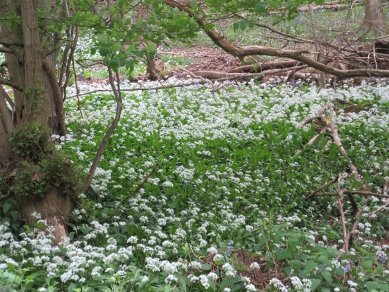 Wild Garlic