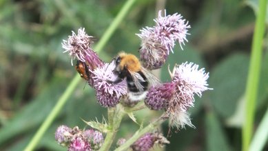 Bee