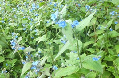 Green Alkenet