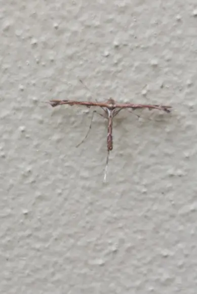 Moth