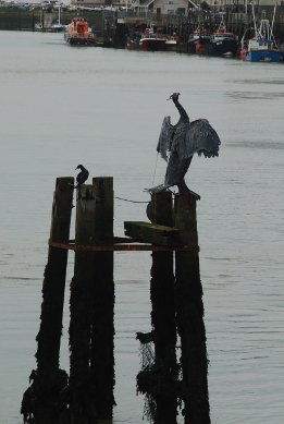 Cormorants