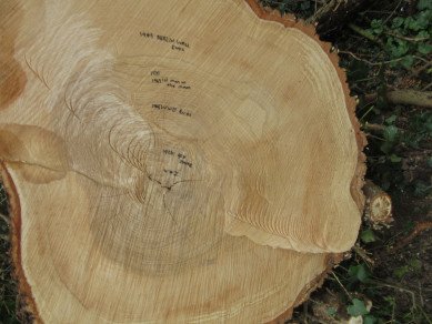 Tree Trunk