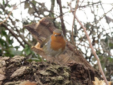 Robin