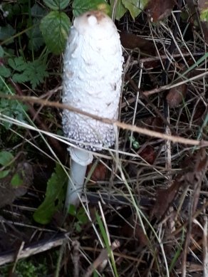 Shaggy Inkcap
