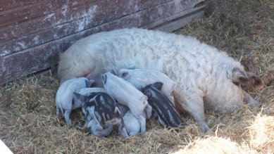Piggies