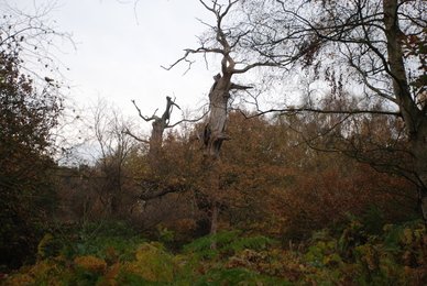 Oak