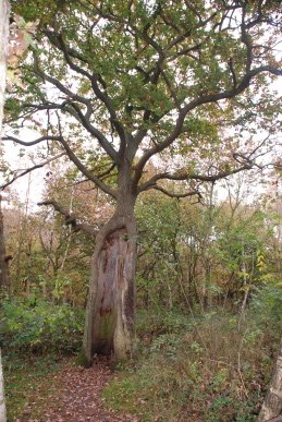 Oak