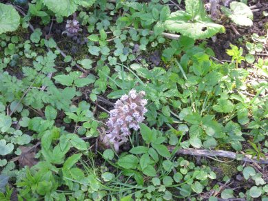 Butterbur