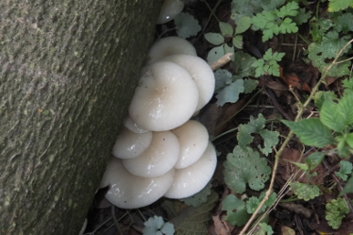Poached Egg Fungus
